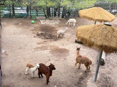 -青藏高原野生动物园