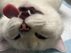 -乐琪宠物医院·犬猫专科·骨外科·急重症