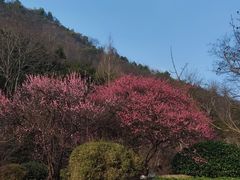 -桃花岭景区