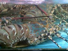 IMAG0294-渔民新村(番禺总店)