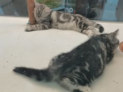 -乐宠宠物店(世纪金源店)