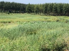 iphone_upload_pic-沈阳静安马场