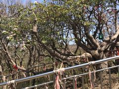 -王顺山国家森林公园