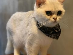 -猫色咖啡·猫咖