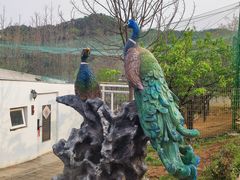 -丽泽山庄·生态怀柔菜·虹鳟鱼(红螺寺店)