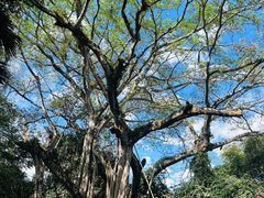 -瑞丽独树成林风景区
