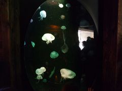 -悉尼海洋生物水族馆