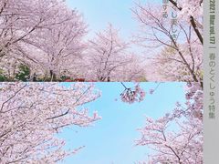 -顾村公园