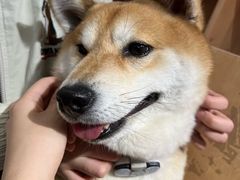 -是阿柴呀！柴犬咖啡·爱喵喵猫咖
