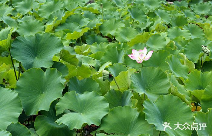 横山寺android_upload_pic图片