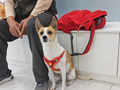 -纳吉亚猫专科动物诊疗中心(蒋宅口分院)