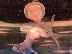 -西安曲江海洋极地公园