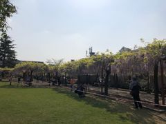 -嘉定紫藤园