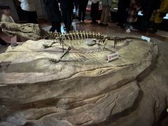 -自贡恐龙博物馆