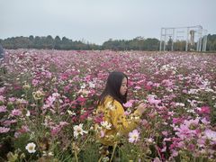 -金卉庄园