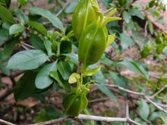 -广州神农草堂中医药博物馆