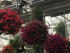 -上海鲜花港