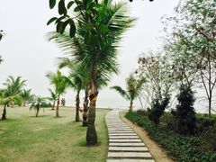 -野狸岛