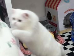 -联合动物医院(光谷诊疗中心)