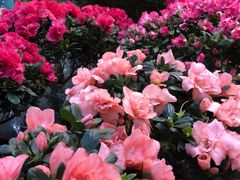 -双季花艺园艺市场(浦东店)