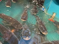 -魏铭鱼头捞饭(晋阳路店)