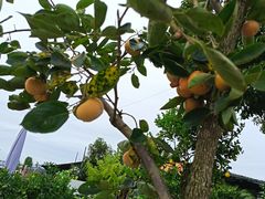 -爱达乐面包生日蛋糕(郫县时代天街店)