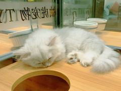 -袖虎·猫馆(体育西路店)
