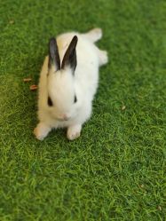 -萌宠亲子动物乐园(槐房万达店)