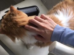 -喵的天空名猫咖啡馆·撸猫·猫舍·用品