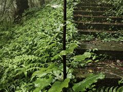 -武陵山森林公园