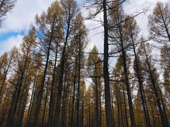 -塞罕坝国家级自然保护区