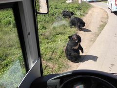 -西安秦岭野生动物园