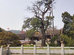 -司徒庙