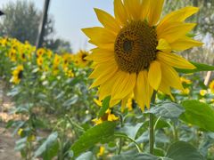 -长白岛森林公园