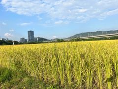 -光明小镇欢乐田园