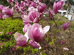 -大兴滨河森林公园