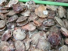 -和源祥·日照菜扛把子(万平口一店)