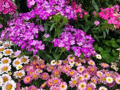 -溪岸路花鸟市场