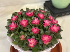 -上上席川菜(凯德乐峰广场店)
