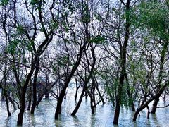 -宝安西湾红树林湿地公园