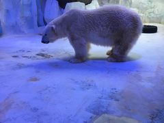 -芜湖新华联大白鲸海洋公园