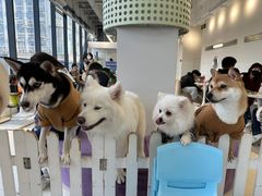 -怪兽屋·羊驼·猫咖·狗咖(俊华广场店)