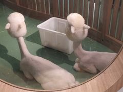 -藦茜花园宠物主题亲子互动体验馆(国顺东路店)
