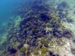 -东姑阿都拉曼海洋公园
