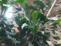 -天发长铁锅炖(王秀村店)