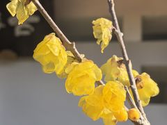 -无锡梅园公园