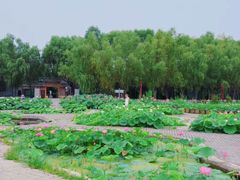-荷花大观园