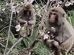 -苏州上方山国家森林公园