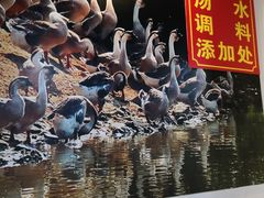 -大自然醉鹅·铁锅火焰鹅(上海联洋店)
