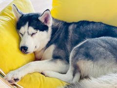 -Husky Go! 哈士奇体验馆·宠物咖啡厅狗咖